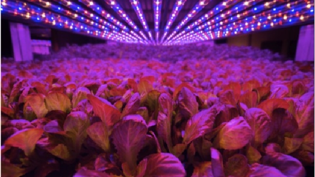 farming, AeroFarms