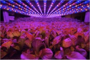 vertical farming news, AeroFarms