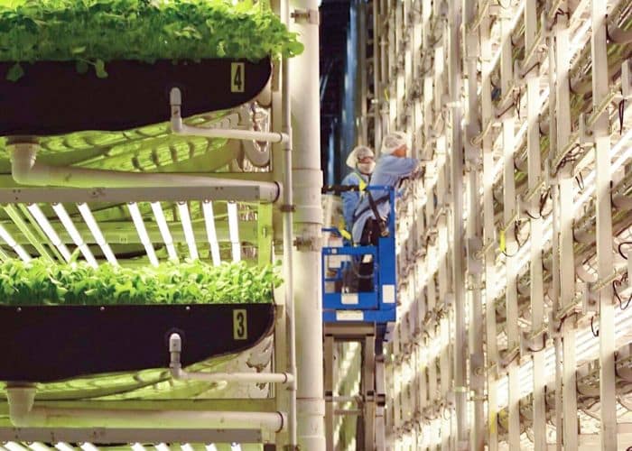 A Look at Vertical Farming's Environmental Impact