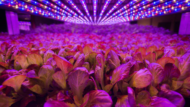 , AeroFarms