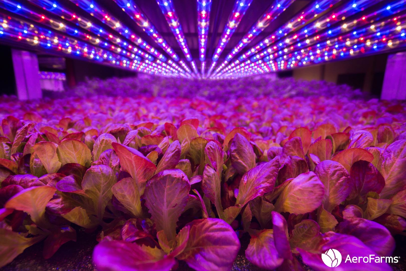 , AeroFarms