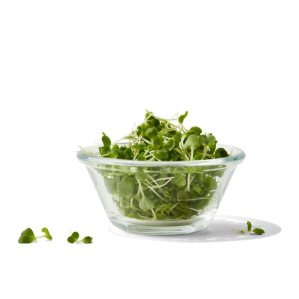micro bok choy, AeroFarms