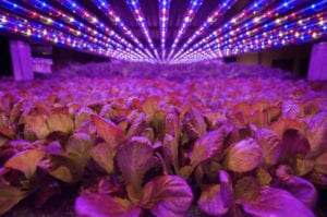 vertical farming news, AeroFarms