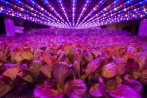 vertical farming news, AeroFarms