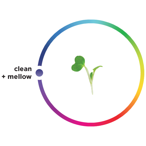 micro bok choy, AeroFarms