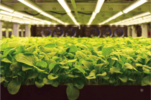 vertical farming news, AeroFarms
