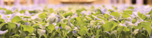 vertical farming news, AeroFarms
