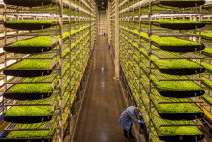 vertical farming news, AeroFarms